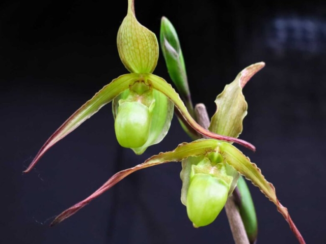 Phragmipedium Gorgoyle, propriété de Patricia Caris