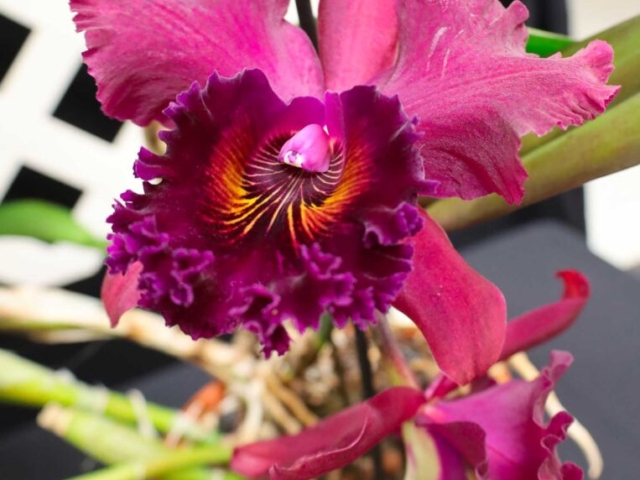 Rhyncholaeliocattleya Shinfong unique, propriété de Éric Dumont