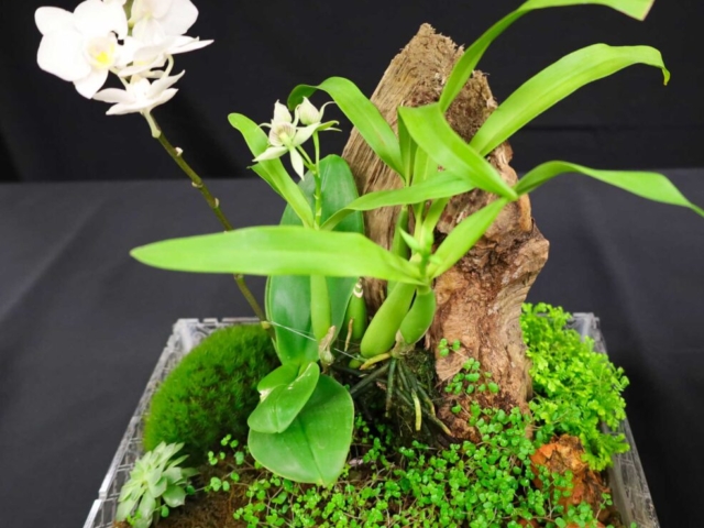 Terrarium propriété de Christian St-Pierre