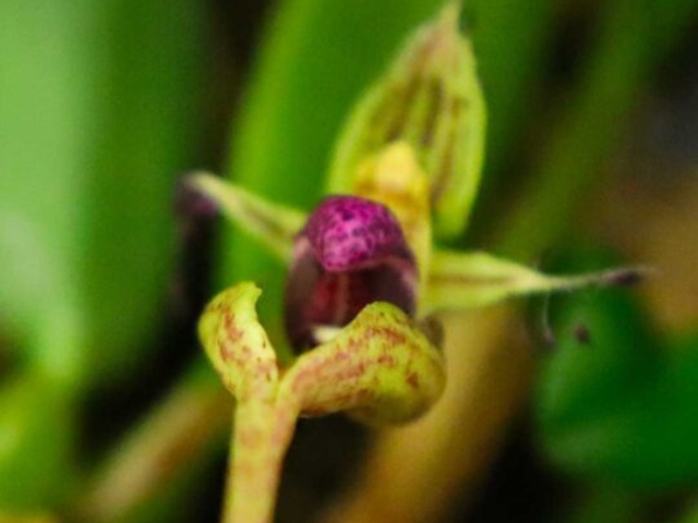 Bulbophyllum putidum, propriété de Sébastien Légère