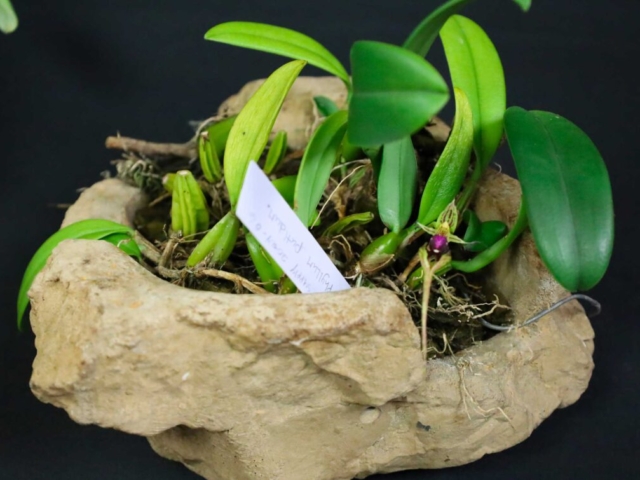 Bulbophyllum putidum, propriété de Sébastien Légère