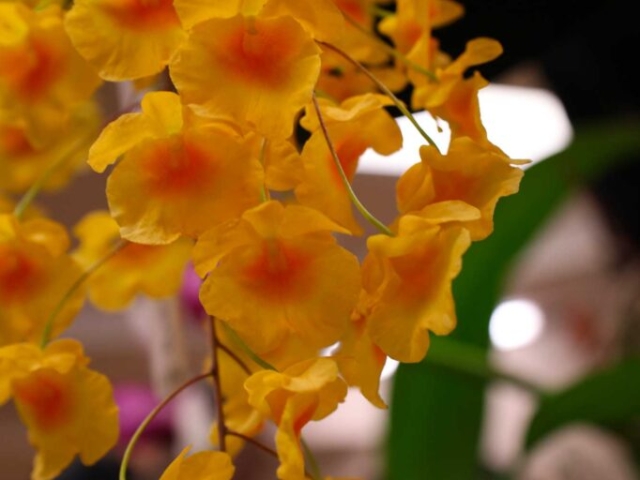 Dendrobium lindleyi, propriété de Christine Wickham et Paul Fortin
