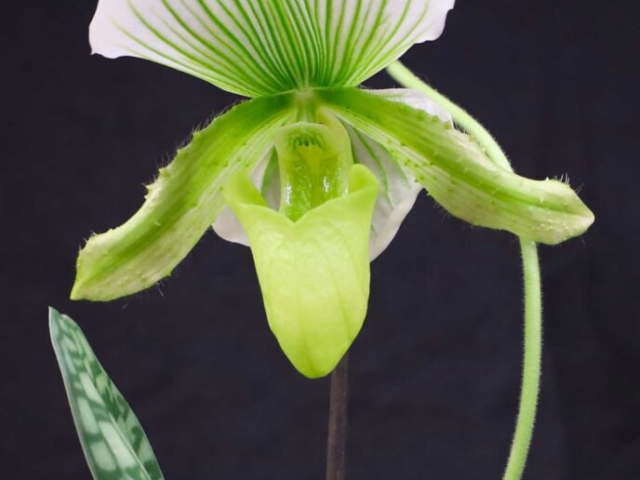 Paphiopedilum maudiae green, propriété de Jean Blondeau Gagnon