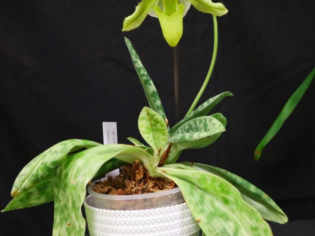 Paphiopedilum maudiae green, propriété de Jean Blondeau Gagnon
