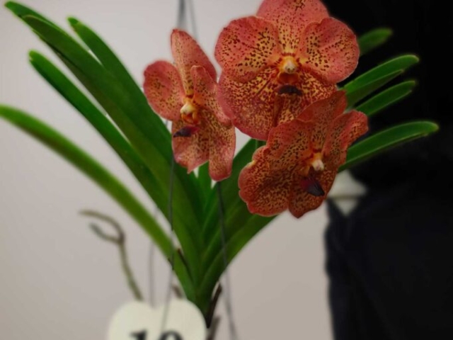 Vanda thaï spot x suksaram spot, propriété de Lise Grenon