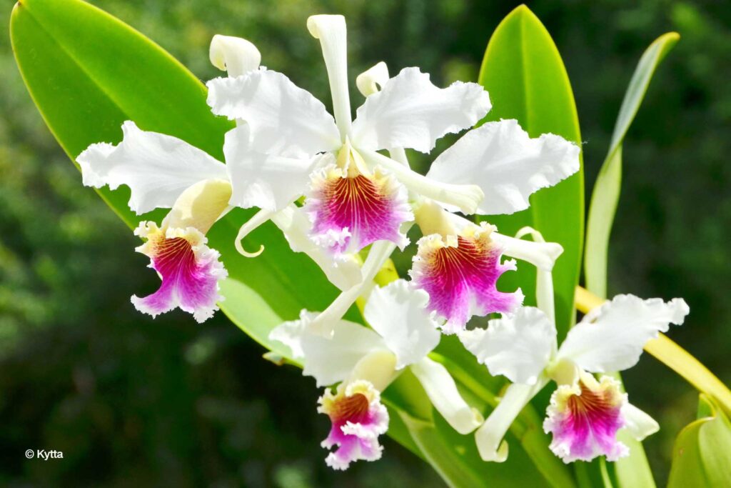 Cattleya rex