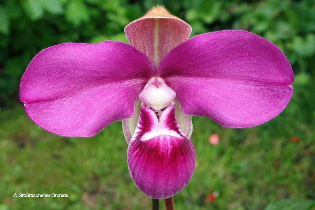 Phragmipedium kovachii