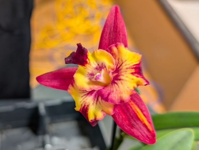 Cattleya Angel Eyes - Robert Charpentier