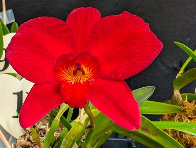 Cattleya Isabelle Stone - Robert Charpentier
