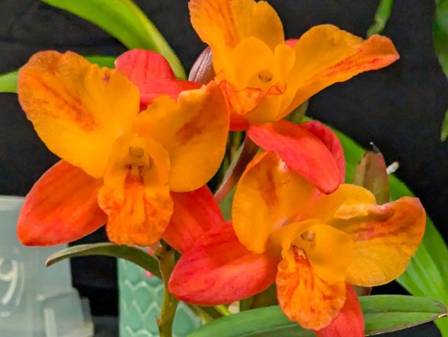 Cattleya Tangerine Fire Mini Sun - Magalie Simard