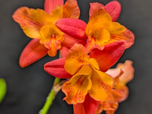 Cattleya Tangerine Fire Mini Sun - Robert Charpentier