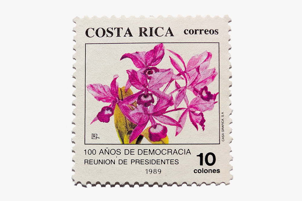 Orchidées du Costa Rica — La Guaria morada, fleur nationale et symbole vivant 7 Costa Rica Orchidee Guarianthe skinneri