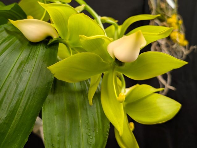 Cycnoches Lehmannii - Geneviève Forget