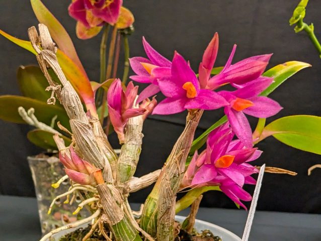 Dendrobium Hibiki - Caroline Bergeron