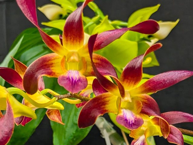 Dendrobium Pumpkin Patch - Lise Grenon