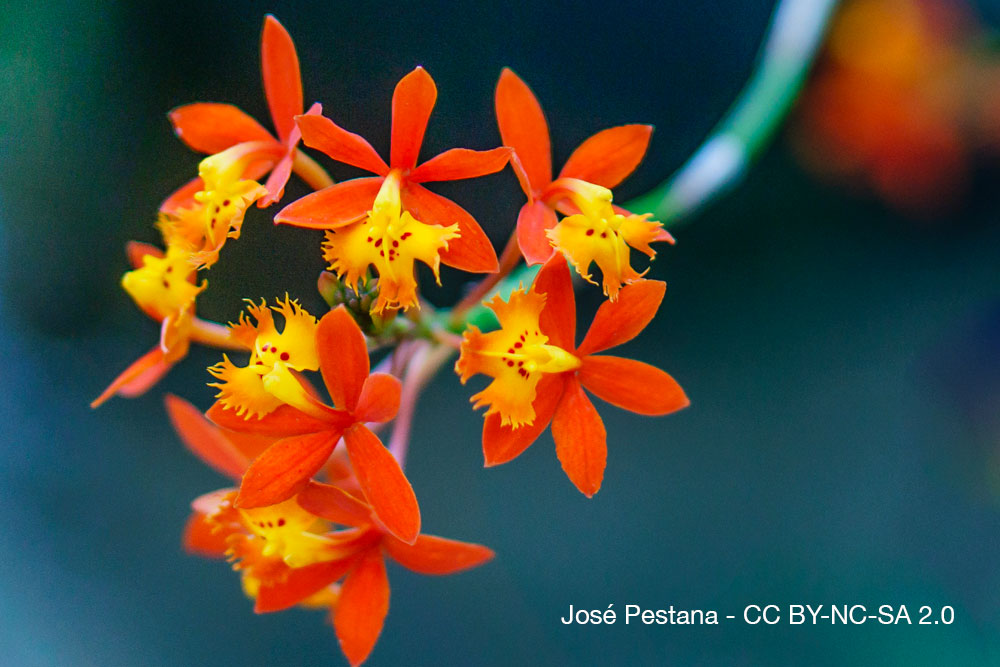 Orchidées du Costa Rica — La Guaria morada, fleur nationale et symbole vivant 11 Orchidee Quebec Epidendrum radicans