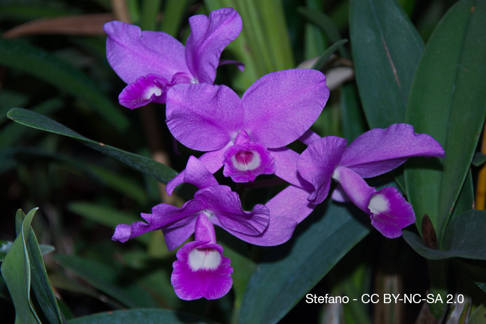 Orchidées du Costa Rica — La Guaria morada, fleur nationale et symbole vivant 10 Orchidee Quebec Guarianthe skinneri