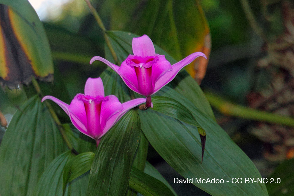 Orchidées du Costa Rica — La Guaria morada, fleur nationale et symbole vivant 14 Orchidee Quebec Sobralia amabilis