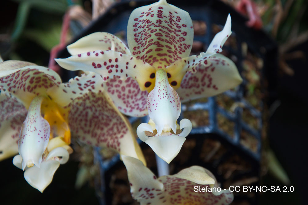 Orchidées du Costa Rica — La Guaria morada, fleur nationale et symbole vivant 12 Orchidee Quebec Stanhopea costaricensis