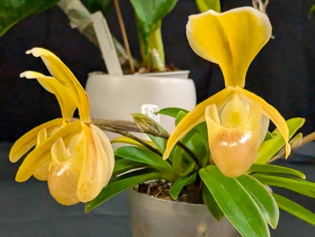 Paphiopedilum Helena - Magalie Simard