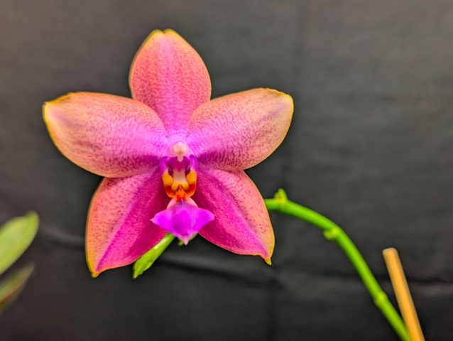 Phalaenopsis Fangmei Pretty Golden - Caroline Bergeron