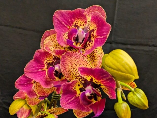 Phalaenopsis Sweet Memory - Caroline Bergeron