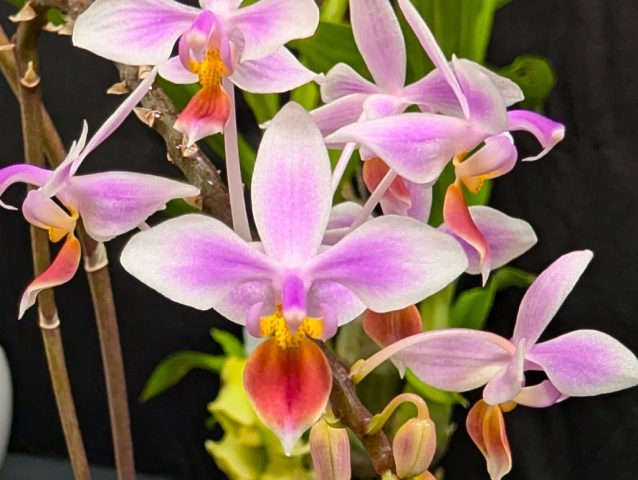 Phalaenopsis Equestris - Lise Grenon