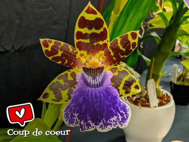 Zygopetalum Advance Australia - Assel-Kydirova