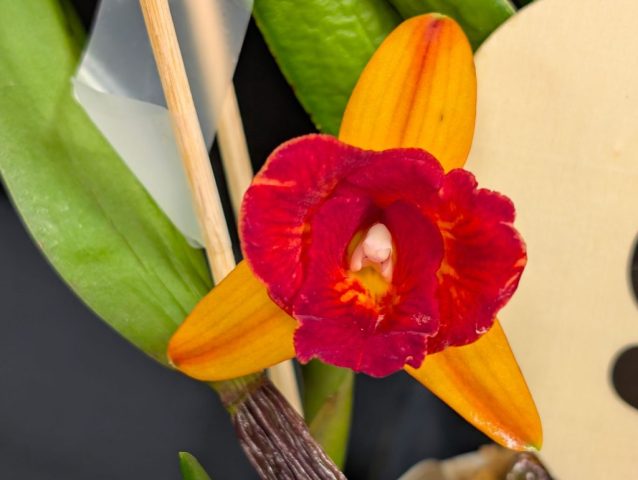 Cattleya Candy Fire Flare - Robert Charpentier
