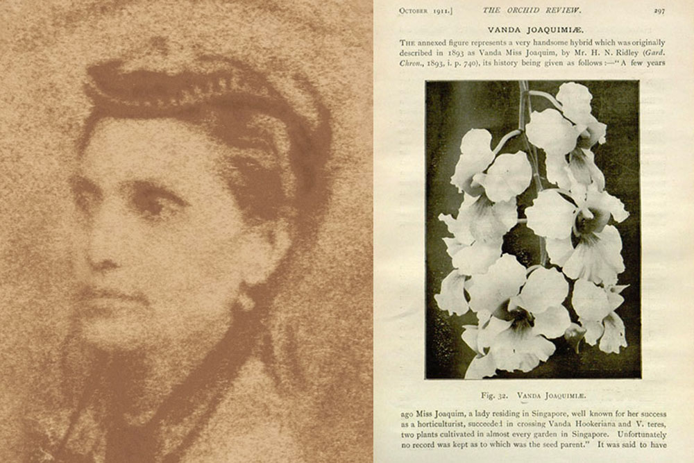 Agnes Joaquim orchid