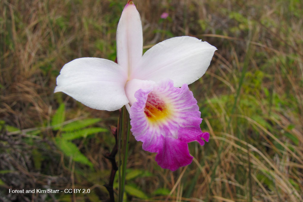 Arundina graminifolia