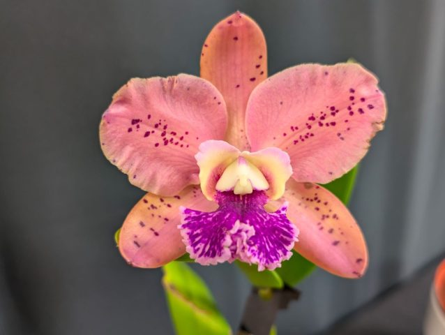 Blc Durigan Hercules 1024x771