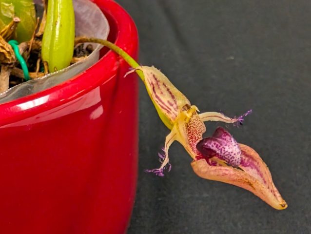 Bulbophyllum putidum 1024x771