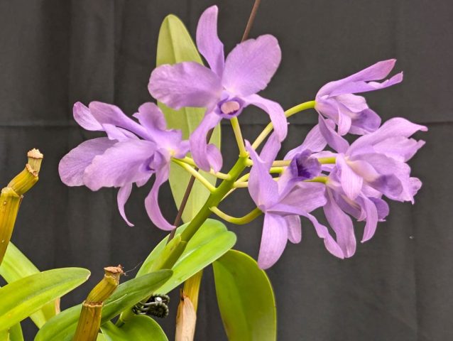 Cattleya bowringiana coerulea 1024x771