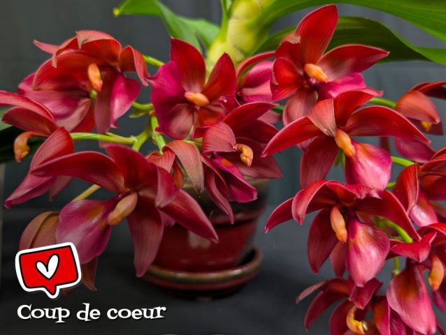 Cycd. Wine Delight Jem FCC AOS 1024x771
