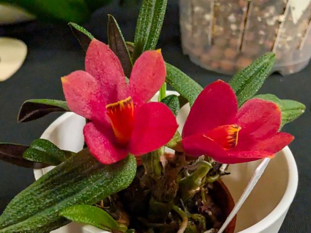 Dendrobium Aussies Hi Lo 1024x771