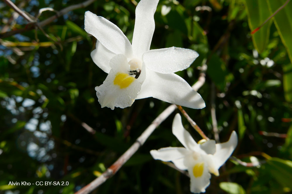 Dendrobium crumenatum