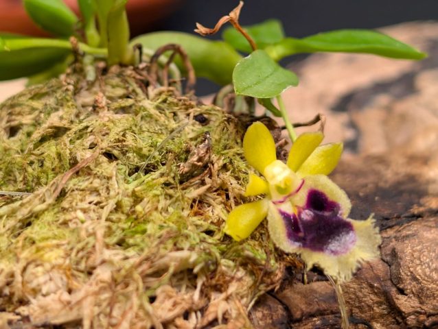 Gastrochilus Haraella retrocallus 1024x771
