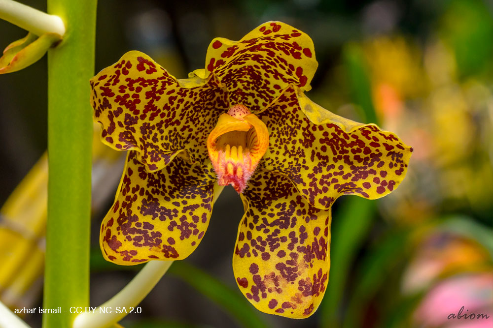 Grammatophyllum speciosum