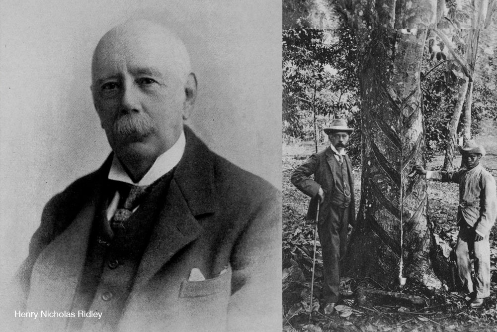 Henry Nicholas Ridley