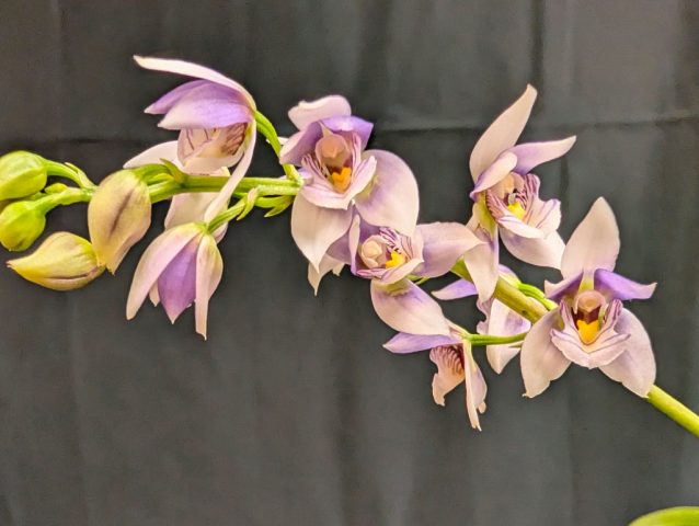 Koellensteinia ionoptera 1024x771