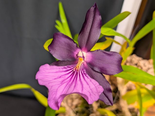 Miltonia Spectabilis var. moreliana 1024x771