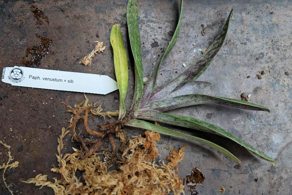 Orchidophiles de Quebec Pahiopedilum venustum