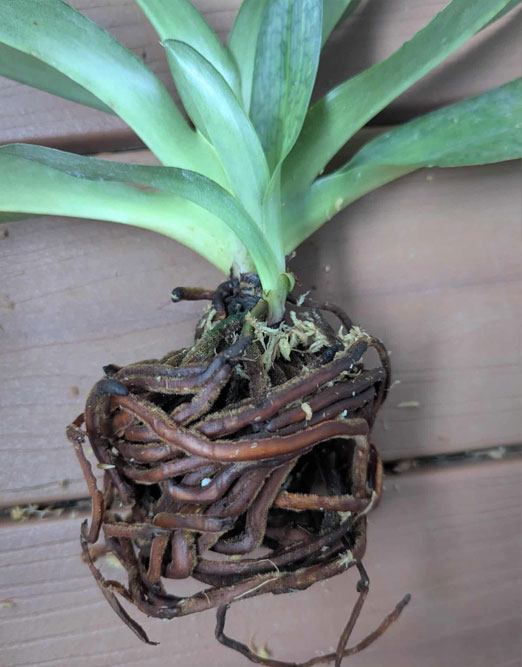 Paphiopedilum Harold Koopowitz Quebec