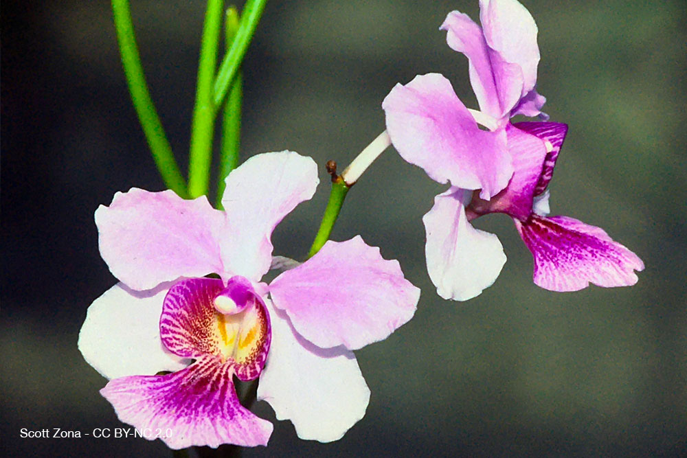 Papilionanthe Miss Joaquim 1