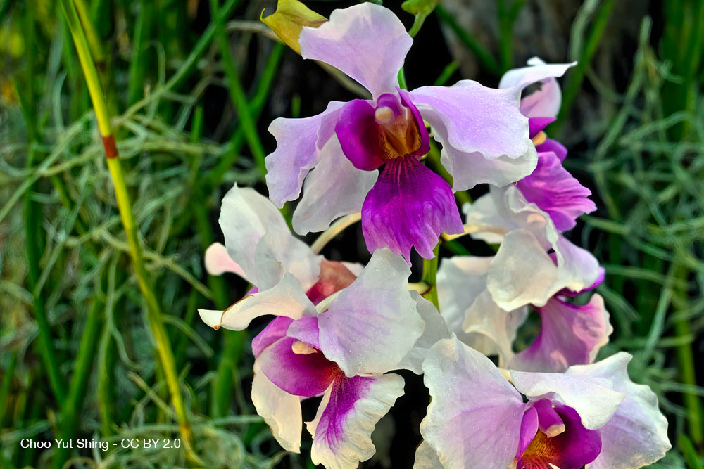 Papilionanthe Miss Joaquim