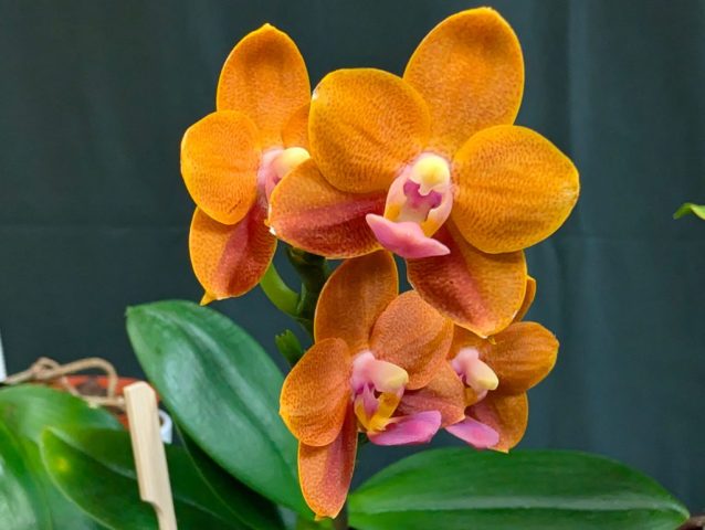 Phalaenopsis Lucky Orange 1024x771