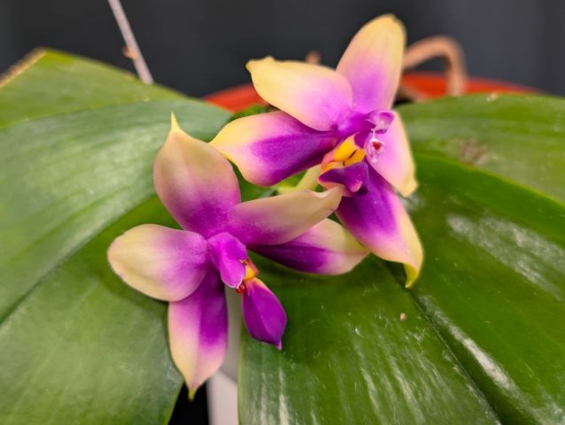 Phalaenopsis Princess Kaiulani x Samera f. coerulea 1024x771