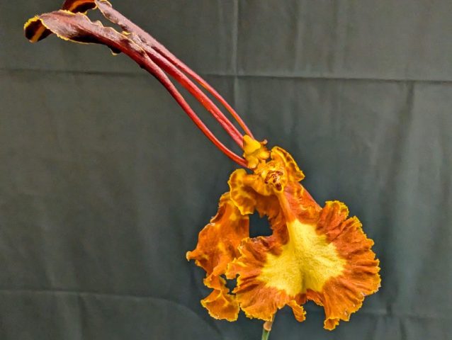 Psychopsis Mariposa 1024x771