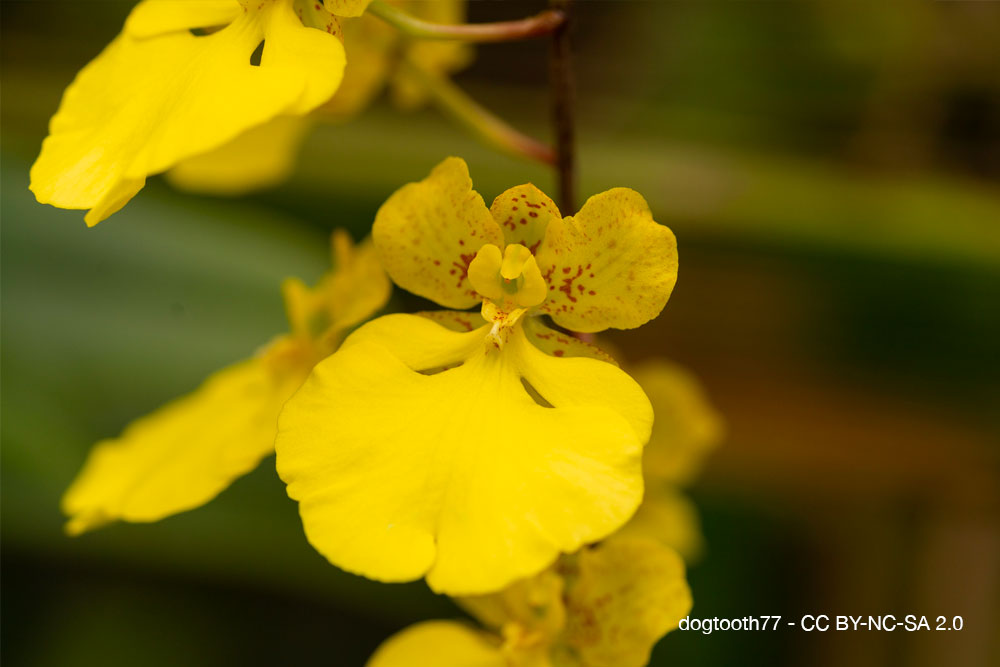 Orchidées du désert : quand la sécheresse devient une alliée 1 Zelenkoa onusta orchidee quebec